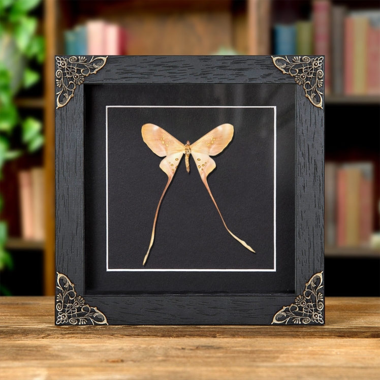 Eudaemonia brachyura In Baroque Style Frame From Sierra Leone