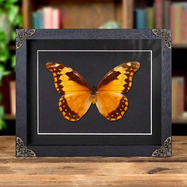 Female Helena Morpho Butterfly in Baroque Style Frame (Morpho rhetenor helena)