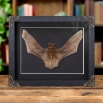 Minibeast Kuhl's Pipistrelle Bat In Baroque Style Frame (Kuhl's pipistrellus)