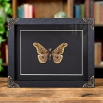 Minibeast Caligula anna In Baroque Style Frame From Southeast Asia