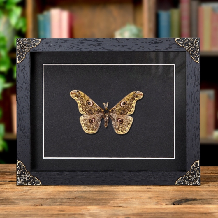 Caligula anna In Baroque Style Frame From Southeast Asia