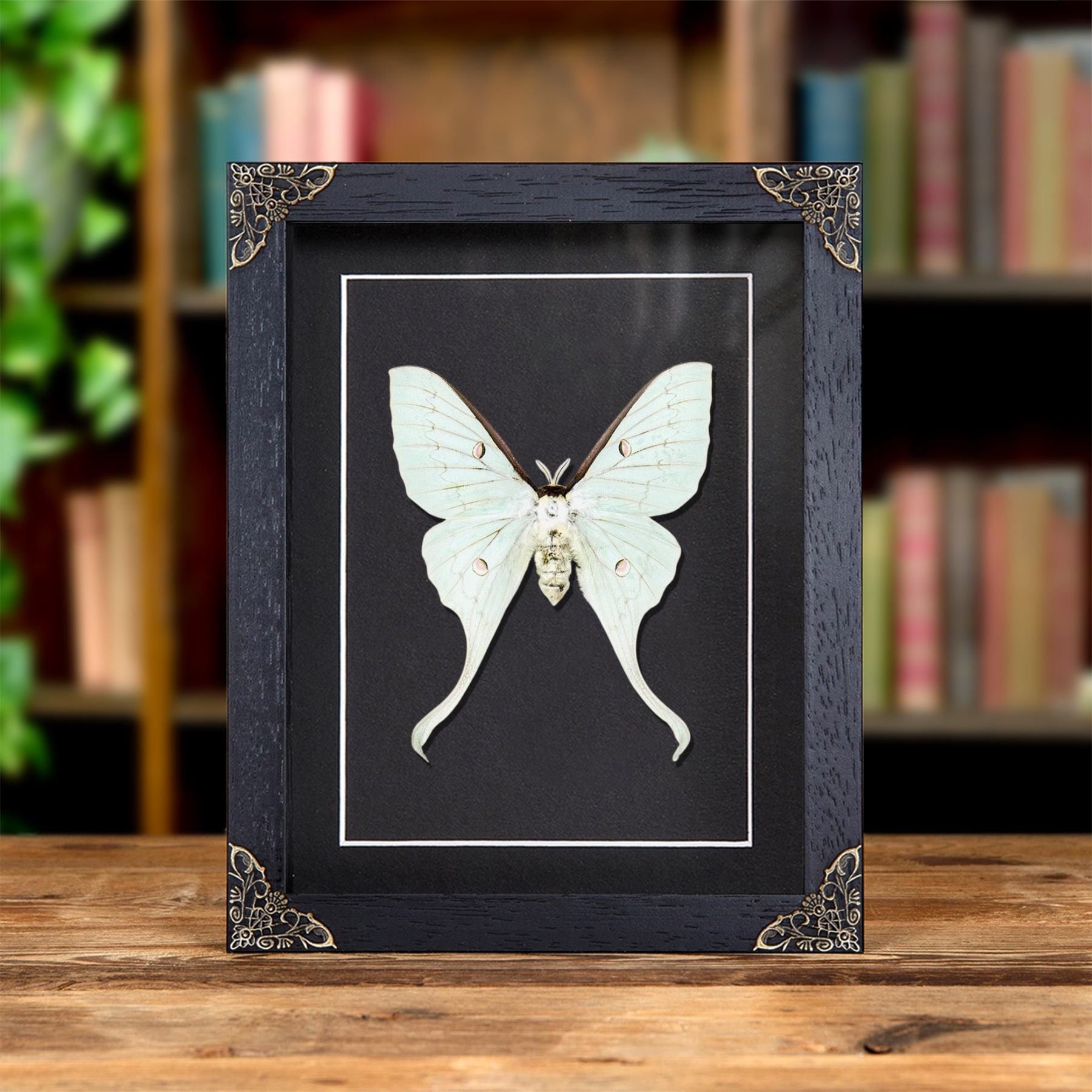 Minibeast Falena Femmina Golden Moon in Cornice Barocca (Actias sinensis)