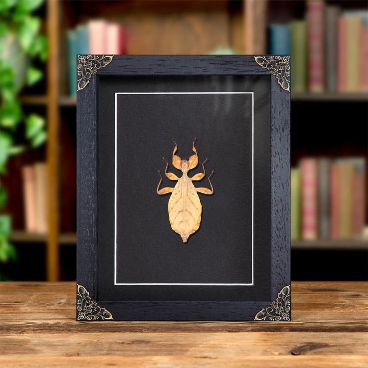 Walking Leaf Insect In Baroque Style Frame (Phyllium letiranti)