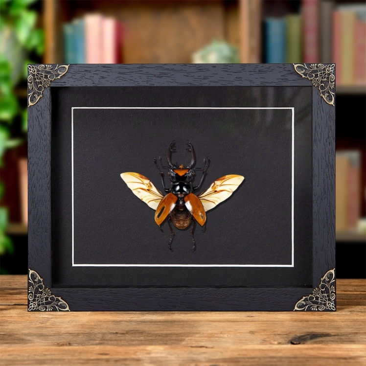Stag Beetle With Wings Spread In Baroque Style Frame (Odontolabis lacordairei)