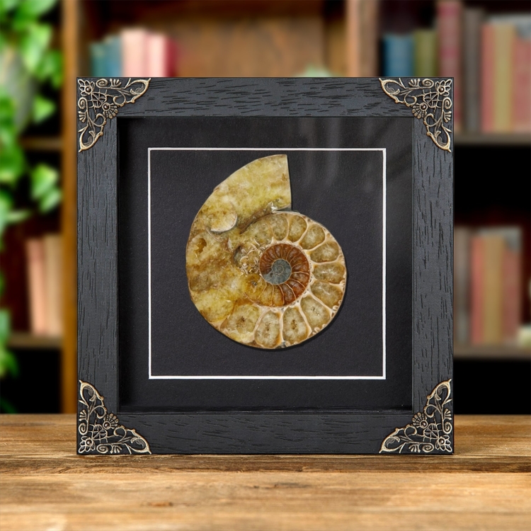 Cut & Polished Ammonite Fossil In Baroque Style Frame (Cleoniceras sp)