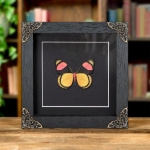 Minibeast Painted Beauty Butterfly Ventral Side In Baroque Style Frame (Batesia hypochlora)