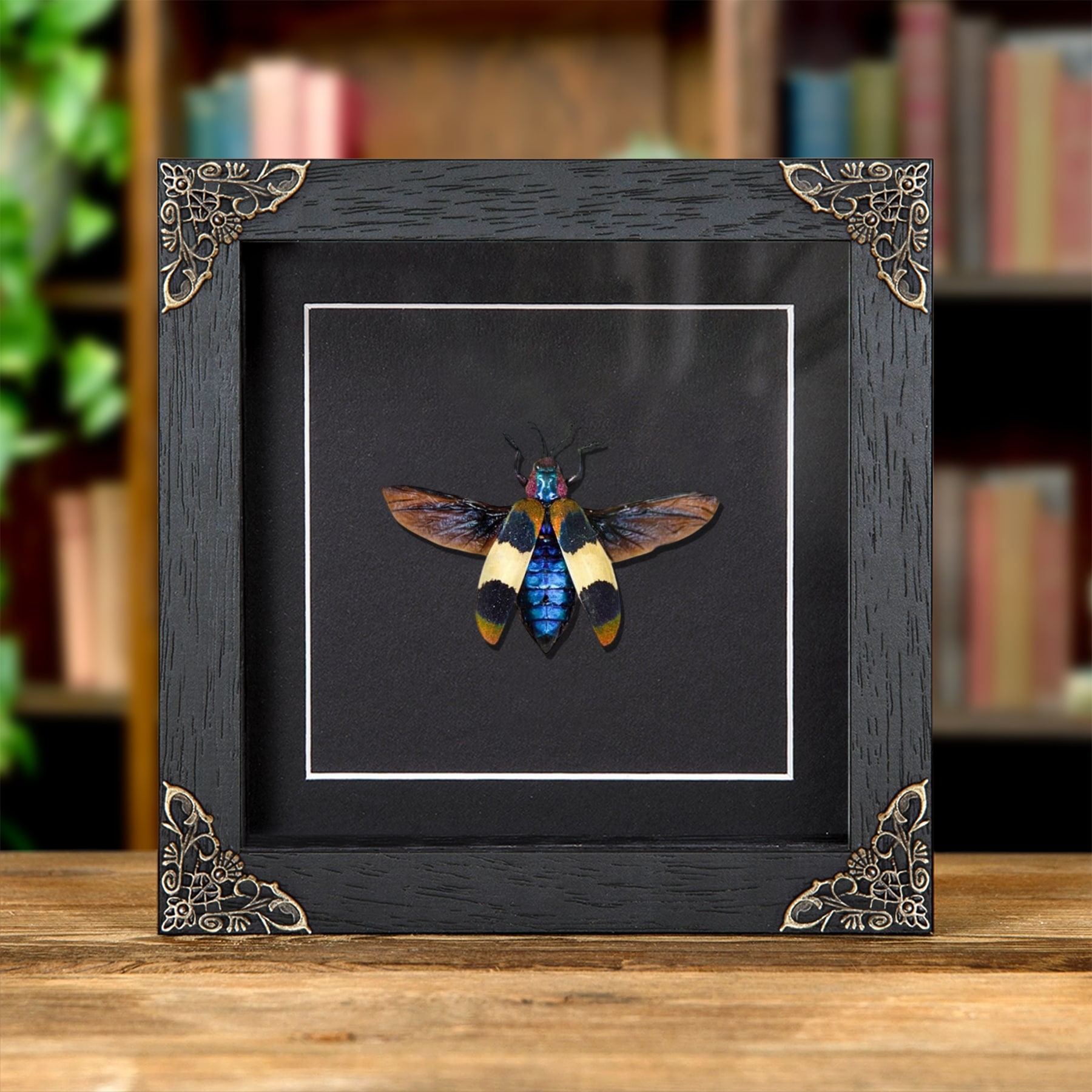 Minibeast Chrysochroa corbetti In Baroque Style Frame From Thailand