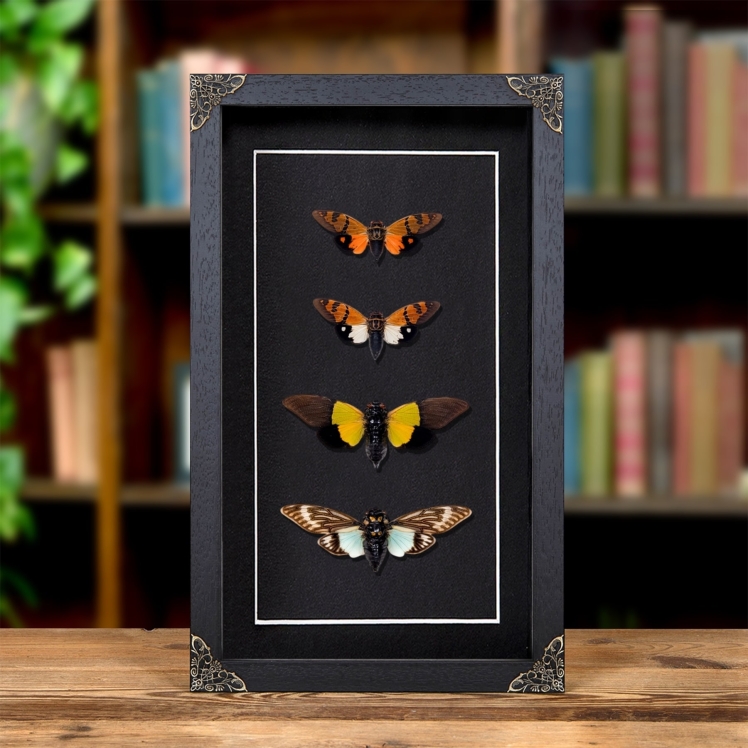Cicada Quartet In Baroque Style Frame Cicada Quartet In Baroque Style Frame