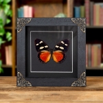 Minibeast Equatorial Mimic Forester Butterfly In Baroque Style Frame (Euphaedra imitans)