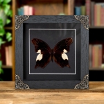 Minibeast Malayan Owl Butterfly In Baroque Style Frame (Neorina lowii)
