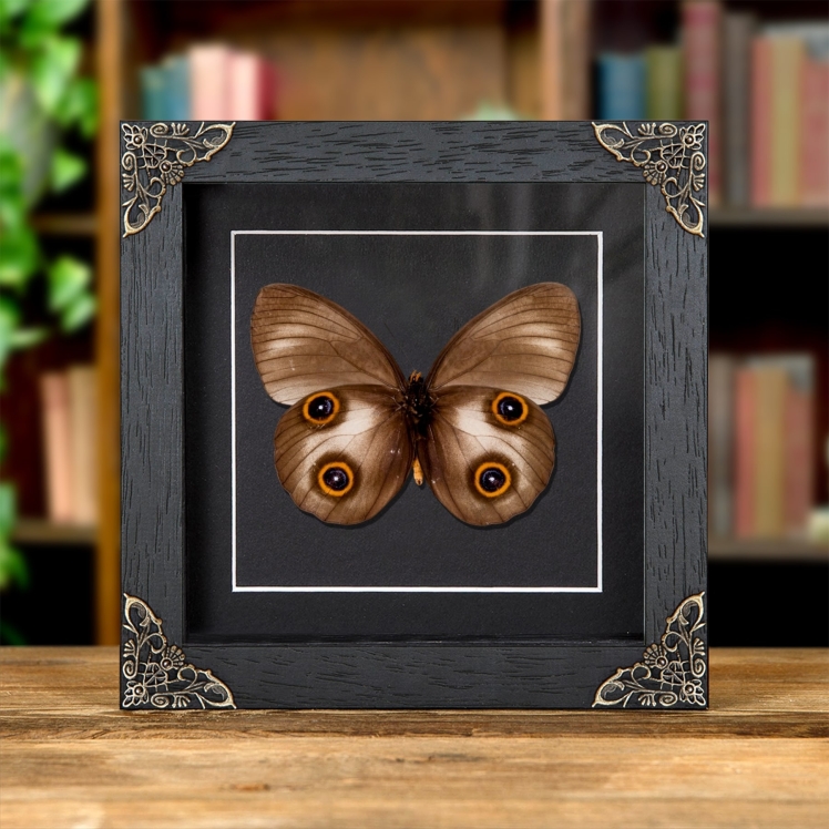 Urania Owl Butterfly In Baroque Style Frame (Taenaris urania)