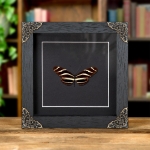 Minibeast Zebra Longwing In Baroque Style Frame (Heliconius charithonia)
