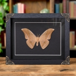 Minibeast Chinese Tussar Moth In Baroque Style Frame (Antheraea pernyi)