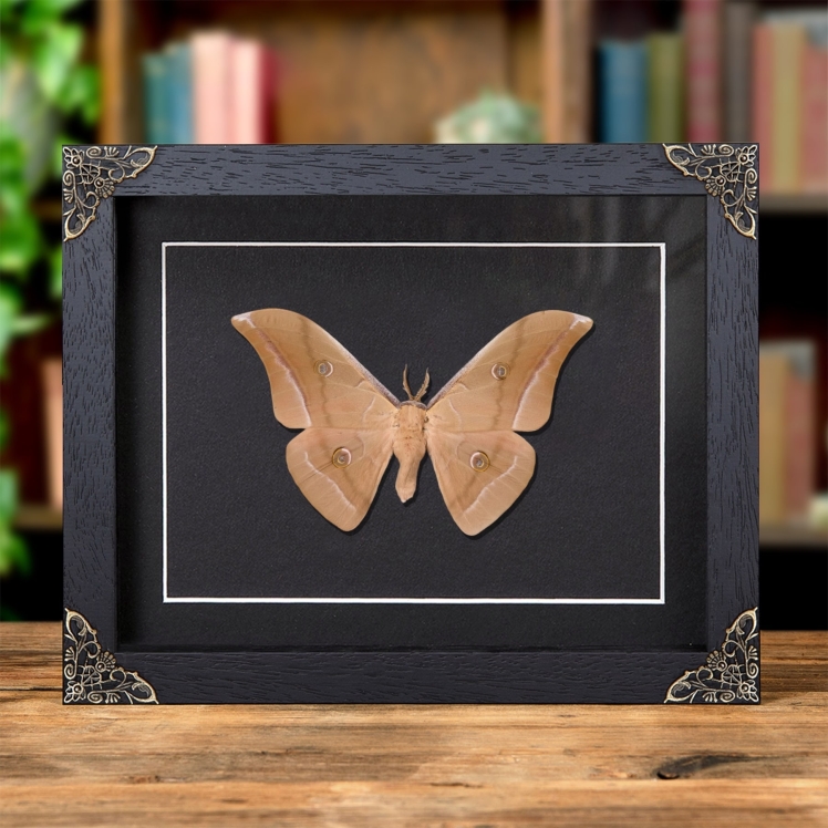 Chinese Tussar Moth In Baroque Style Frame (Antheraea pernyi)