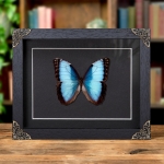 Minibeast Morpho helenor guanacastensis In Baroque Style Frame From Costa Rica