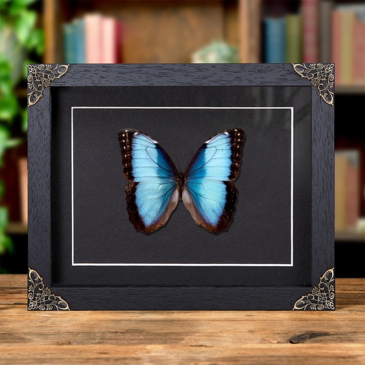 Morpho helenor guanacastensis In Baroque Style Frame From Costa Rica