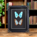 Minibeast Aurora Morpho Butterfly Male & Female Pair In Baroque Style Frame (Morpho aurora)