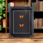 Minibeast Golden-tailed Hairstreak In Baroque Style Frame (Cheritra orpheus)