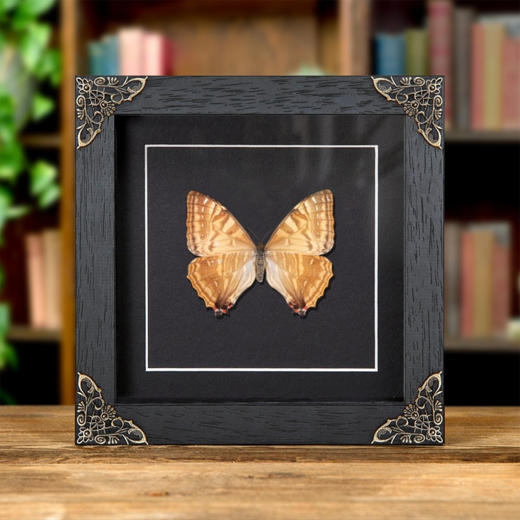 Female Sulkowsky's Morpho Yellow Form Butterfly In Baroque Style Frame (Morpho sulkowskyi)
