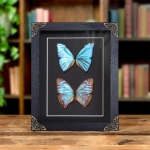 Minibeast Aega Morpho Butterfly Male & Female Pair In Baroque Style Frame (Morpho aega)
