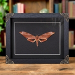 Minibeast Scarce Velvet Hawkmoth In Baroque Style Frame (Clanis titan)