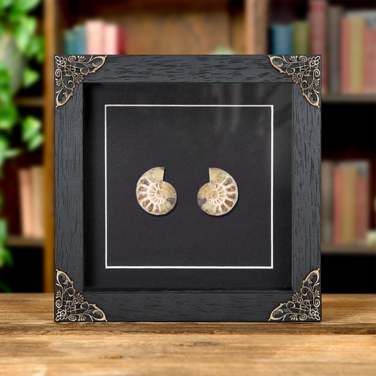 Small Ammonite Pair In Baroque Style Frame (Cleoniceras sp)