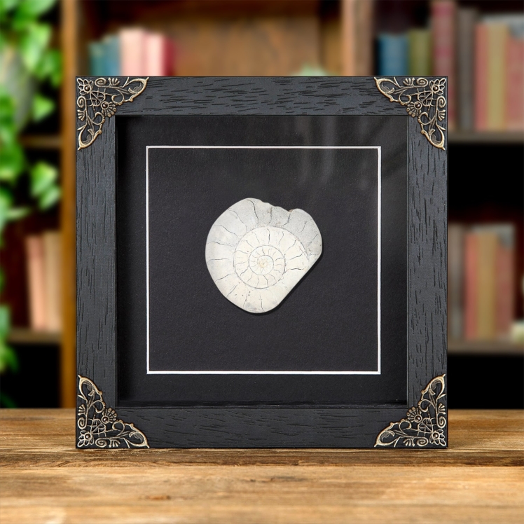 Large Limestone Ammonite In Baroque Style Frame (Cleoniceras sp)