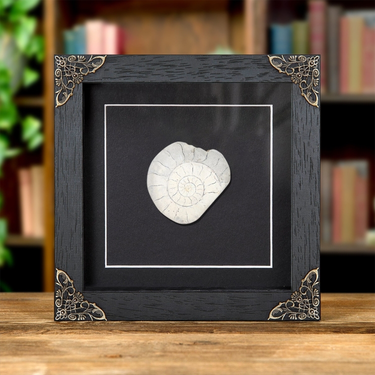 Large Limestone Ammonite In Baroque Style Frame (Cleoniceras sp)