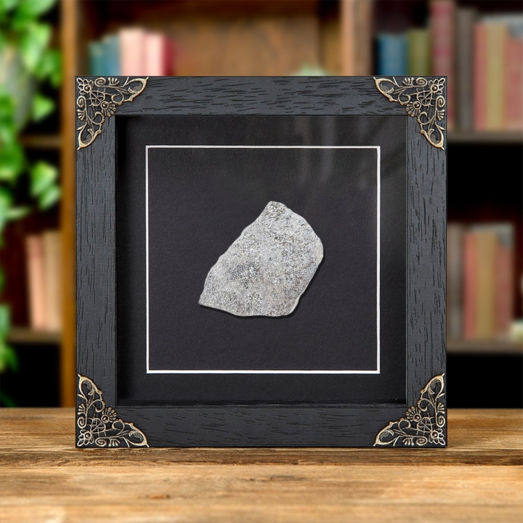 Atlas Lizard Dinosaur Bone Fossil Slice In Baroque Style Frame (Atlasaurus sp)
