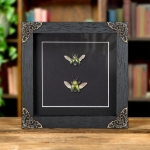 Minibeast Saw Tooth Beetle Male & Female Pair In Baroque Style Frame (Lamprima adolphinae)