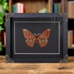 Minibeast Giant Saturn Moth In Baroque Style Frame (Salassa thespis)
