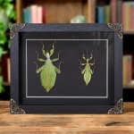 Minibeast Autumn Leaf Insect In Baroque Style Frame (Phyllium tobeloense)