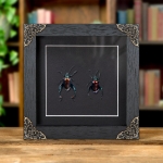 Minibeast Rainbow Frog-legged Beetles In Baroque Style Frame (Sagra buqueti)
