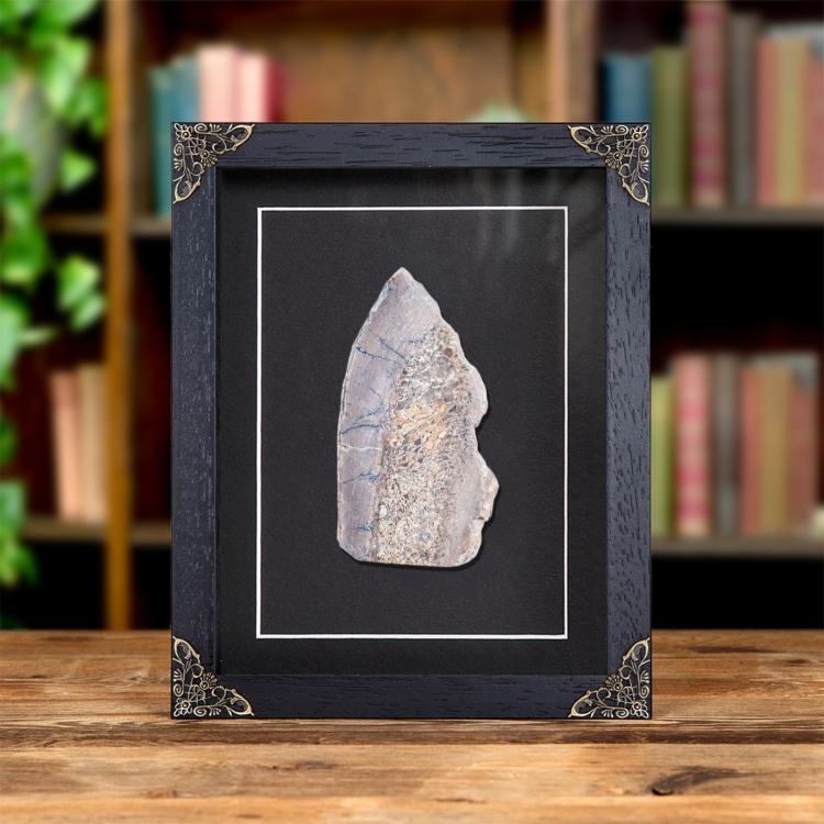 Polished Dinosaur Bone Slice In Baroque Style Frame (Theropoda sp)