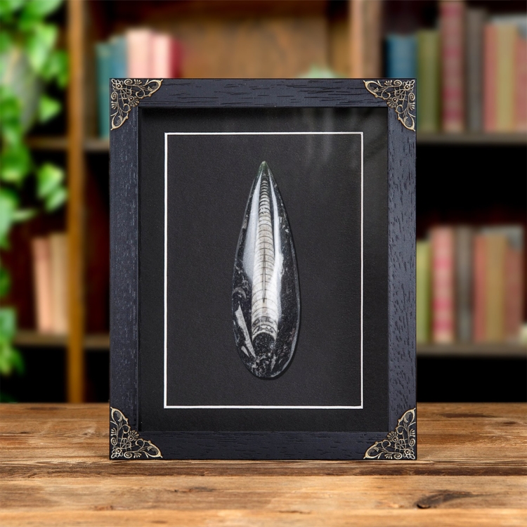 4 Inch Orthoceras Pear Drop Fossil In Baroque Style Frame (Orthoceras sp)