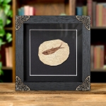 Minibeast Freshwater Herring Fossil In Baroque Style Frame (Knightia sp)