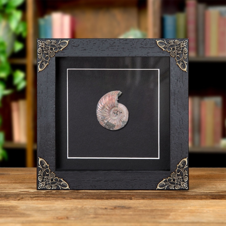 Volga River Ammonite In Baroque Style Frame (Quenstedtoceras sp)