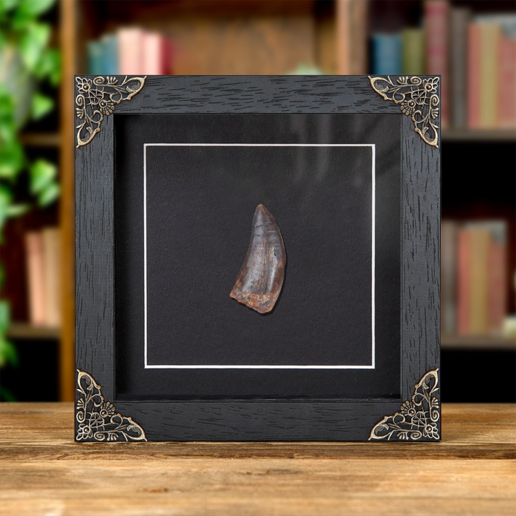 Large Carcharodontosaurus Dinosaur Tooth Fossil (Carcharodontosaurus saharicus)