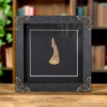 Minibeast Barbed Swordfish Dinosaur Tooth Fossil In Baroque Style Frame (Onchopristis sp)