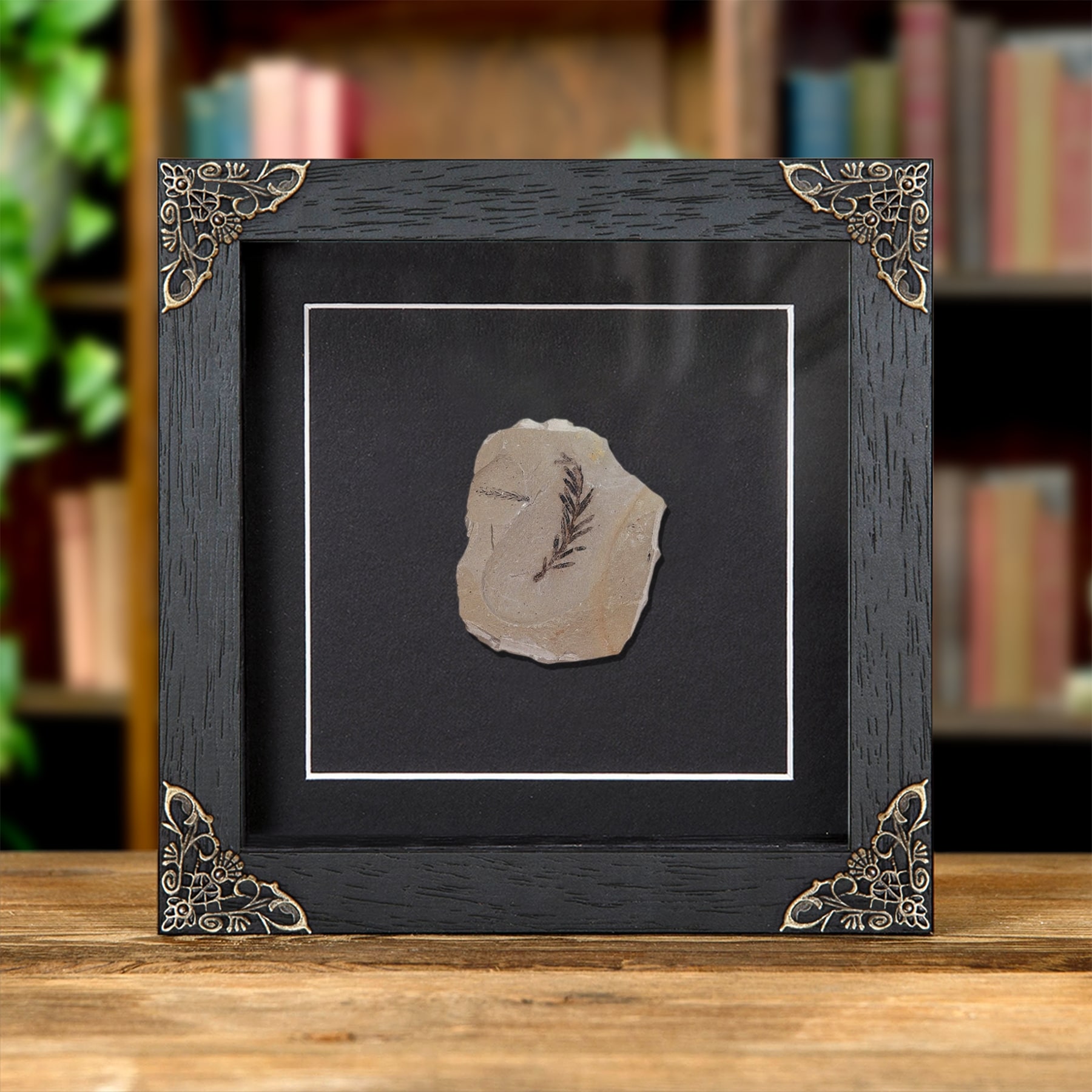 Minibeast Φossil Φυτού Dawn Redwood Σε Κορνίζα Μπαρόκ (Metasequoia)