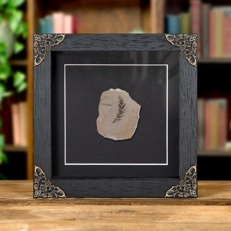 Dawn Redwood Plant Fossil In Baroque Style Frame (Metasequoia)