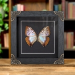 Minibeast Rare Female Sulkowsky's Morpho Butterfly In Baroque Style Frame (Morpho sulkowskyi)