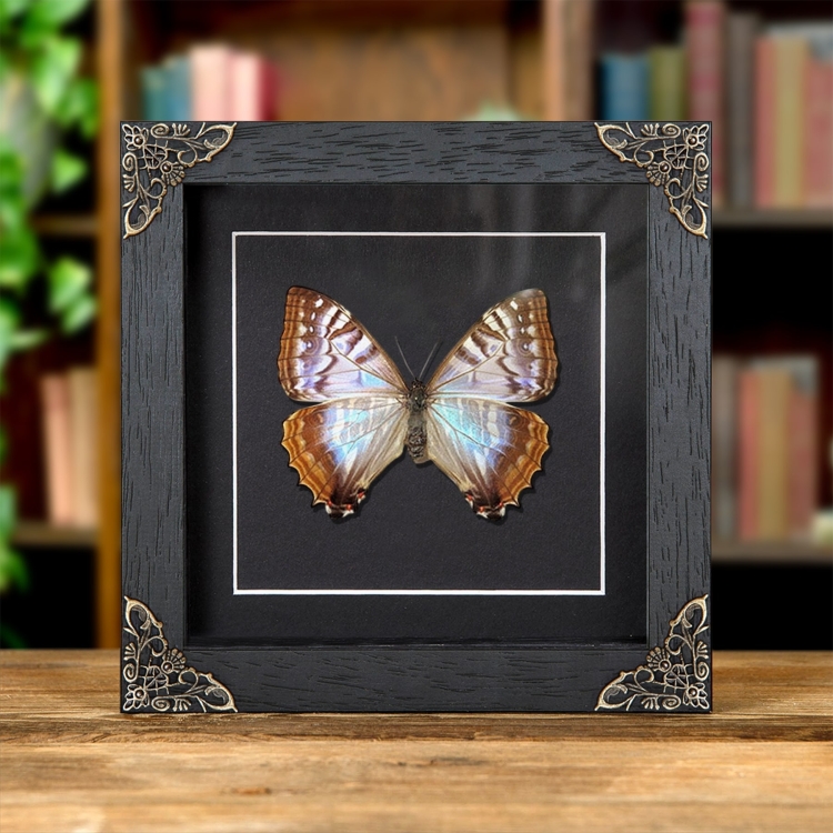 Rare Female Sulkowsky's Morpho Butterfly In Baroque Style Frame (Morpho sulkowskyi)