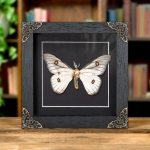 Minibeast Ghostly Silkmoth In Baroque Style Frame (Ceranchia apollina)
