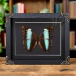 Minibeast Female Deidamia Morpho Butterfly In Baroque Style Frame (Morpho deidamia)