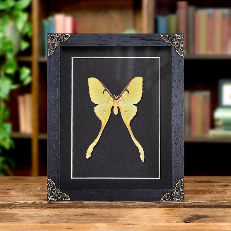 Female Malaysian Moon Moth In Baroque Style Frame (Actias maenas diana)