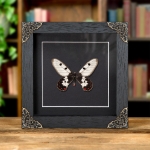 Minibeast The Clearwing Swallowtail Butterfly In Baroque Style Frame (Cressida cressida)