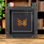 Minibeast Indian Red Admiral Butterfly In Baroque Style Frame (Vanessa indica indica)