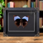 Minibeast The Koh-i-Noor Butterfly In Baroque Style Frame (Amathuxidia amythaon)