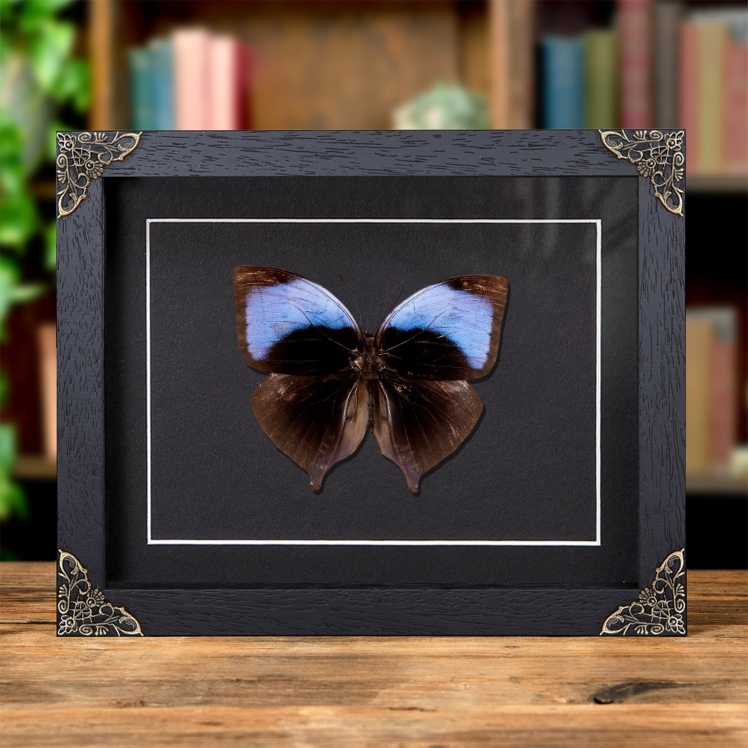 The Koh-i-Noor Butterfly In Baroque Style Frame (Amathuxidia amythaon)
